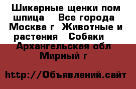 Шикарные щенки пом шпица  - Все города, Москва г. Животные и растения » Собаки   . Архангельская обл.,Мирный г.